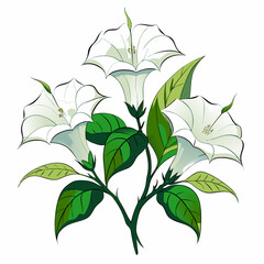 datura isolated on white background