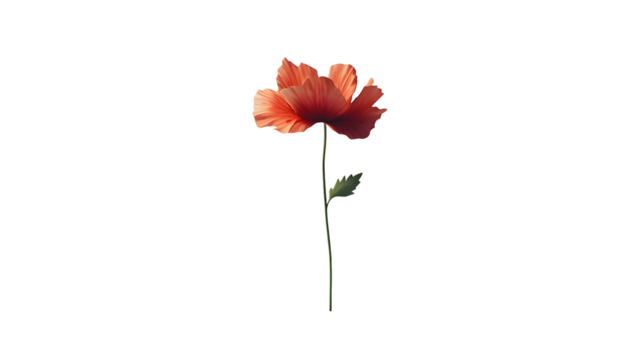 Single Coral Poppy Flower on, Botanical Illustration, Elegant Floral Design isolated on transparent background