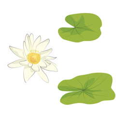 Pristine white water lily (Nymphaea) with a sunny yellow center, gracefully blooming among lush green lily pads on tranquil water.