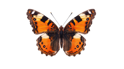 A butterfly with orange wings is flying in the air
