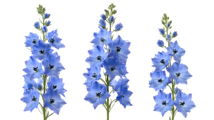 Fototapeta premium Beautiful delphinium flowers stock photo: vibrant blue delphinium flower photography