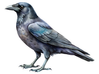Fototapeta premium Detailed Illustration of a Gray and Blue Crow on Transparent Background