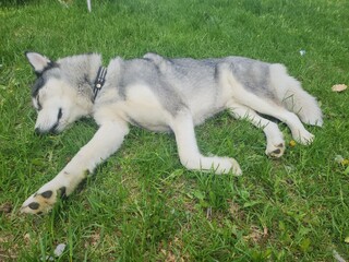 Siberian husky laying on the grass © Eleonora