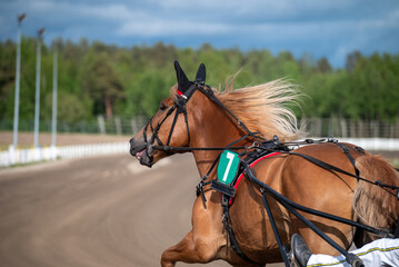 The horse smiles. Equestrian sport. Copy space for your text. Horses compete in harness racing