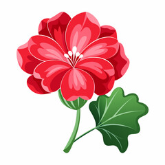  geranium vector on white background 