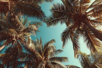 Obraz premium Overhead View of Lush Palm Trees Against a Vivid Blue Sky