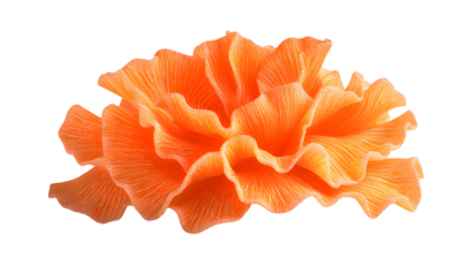 Isolated orange flower blossom close up macro floral botanical bright vibrant petals bloom