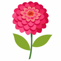 zinnia  vector on white background