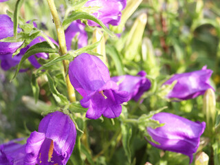 Beautiful vivid purple spring flower bush of campanula or bellflowers