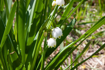 White flowers outdoors. Group of cute spring snowflakes (Leucojum vernum). Spring flowers in garden...