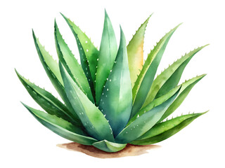 Fototapeta premium Watercolor Painting of a Lush Green Aloe Vera Plant