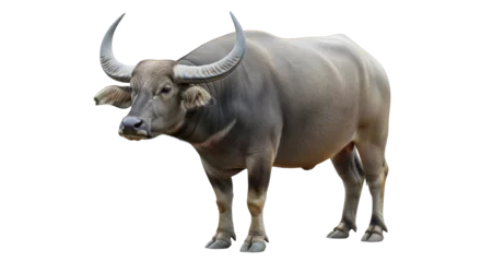 Selbstklebende Fototapeten Büffel Isolated Water Buffalo Standing  © Sophia