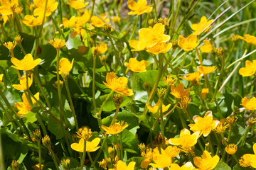 Lots of bright yellow flowers. Yellow flowers meadow in park. Flowering Marsh Marigold (Caltha...