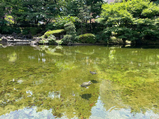 池で泳いでいるカメ