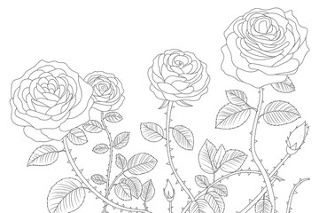 Roses with thorns, detailed botanical illustration.
