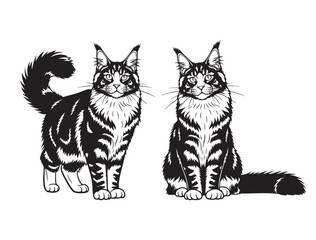 Obraz premium Detailed vector drawing of two majestic Maine Coon cats with long fur. Elegant and regal pets sitting and standing side by side.