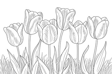 Tulip flowers in a line, detailed sketch.
