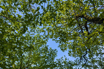 looking up at fresh lush light green tree branches frame a clear blue sky. natural lush green...