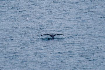 Whale tail surfacing in the tranquil waters of Iceland during mid-summer