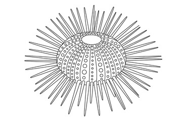 Obraz premium Round sea urchin with spiny exterior. 