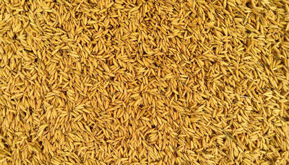 from the top of the yellow rice grains, for background or wallpaper