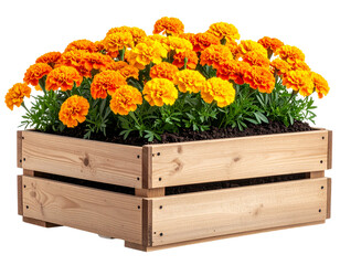 French Marigold Flowers in Rustic Wooden Planter Box, isolated on transparent background