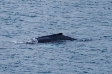 Encountering a majestic humpback whale surfacing in the waters off the coast of Iceland