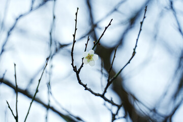 White plum blossom (Prunus mume) close-up on branch with buds at Dahu Park, Taipei, Taiwan