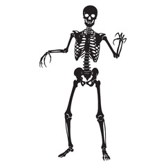 Skeleton as art and science – Human skeleton silhouette outlined in detailed Human skeleton vector – Human skeleton illustration

