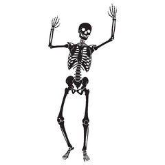 Modern visual anatomy – Human skeleton silhouette rendered in sharp Human skeleton vector – Human skeleton illustration

