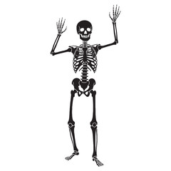 From skull to spine – Human skeleton silhouette in sharp Human skeleton vector – Human skeleton illustration

