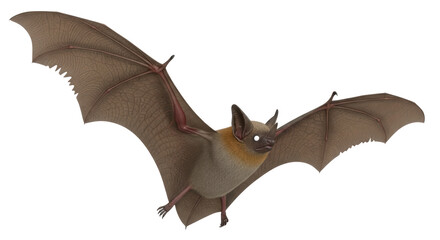 Isolated bat animal