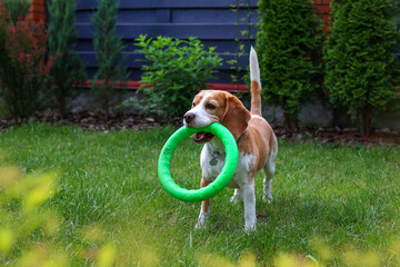 Happy Beagle Dog Playing with a Ring Toy in the Garden