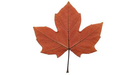 Isolated Autumn Leaf