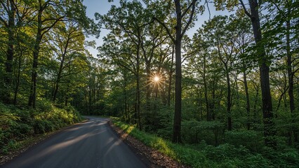 Fototapeta premium A road with trees on either side and a sun shining on the road