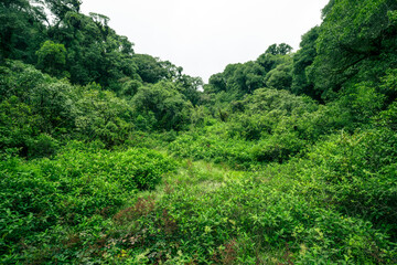 Landscape of tropical peat swamp forest. Natural carbon sink. Climate balance, biodiversity, and...
