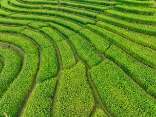 Aerial view of green rice terraces on tropical mountain slopes in northern Thailand, showing...
