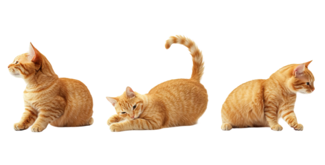 Set of three different cat poses. Each element is separately isolated on white