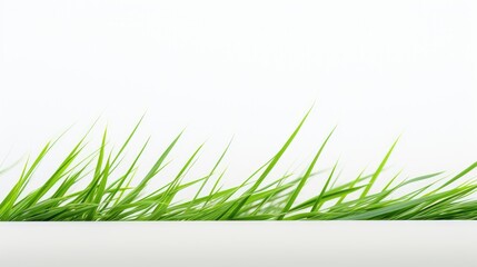 Fototapeta premium simplicity green grass on white