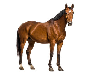 Fototapeta premium Three-Quarter Front View of Alert Chestnut Horse, Transparent PN