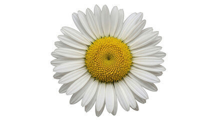 Isolated Daisy Flower