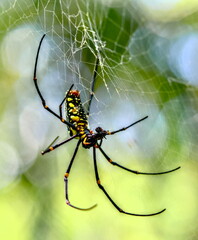 A black and yellow spider can be seen sitting on its intricate web