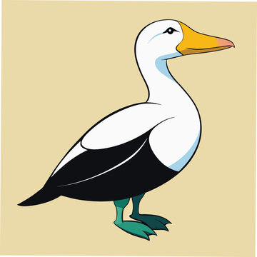 Bright King Eider Bird Artwork Stock Vector