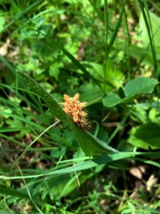 Orgyia recens. Bright orange caterpillar with orange tufts.