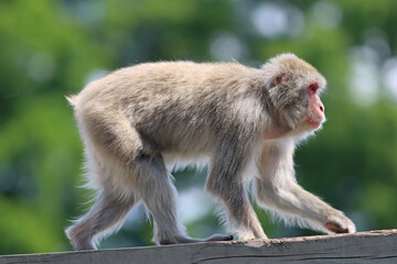 Japanese macaque sitting calmly in its natural habitat, also known as a snow monkey, with expressive eyes and thick fur