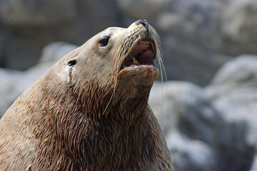 Portrait of a male Steller sea lion with mouth open, showing powerful features and vocal behavior...