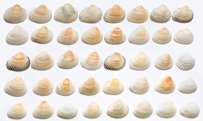 This image showcases a meticulously organized grid of small, light-colored seashells against a...