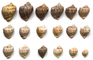 Top-down view of a collection of marine gastropod shells neatly arranged on a white background. The spiral seashells showcase various natural patterns, textures, and colors. 
