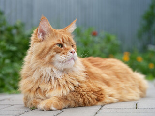 A red Maine Coon cat lying in a garden. Close up.