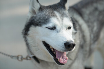 Siberian husky on a leash, mouth open and tongue out while panting on a warm day outdoors; ideal...